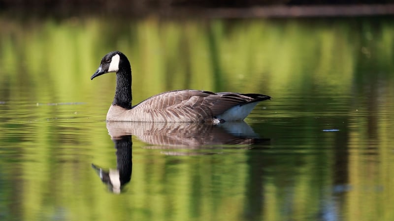 Reflective Ponds