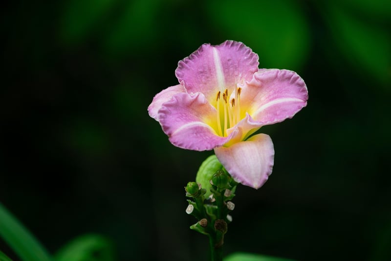 Unique Botanicals
