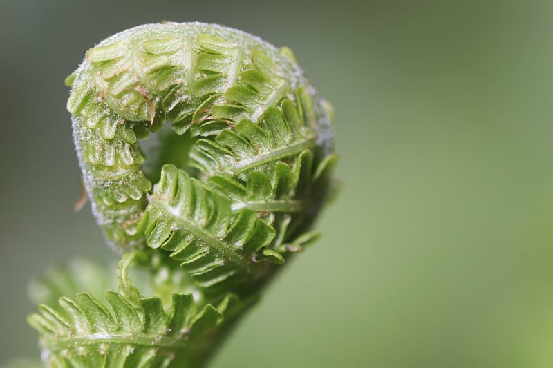 Starlight Fern