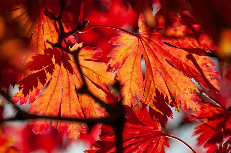 Dwarf Japanese Maple Tree