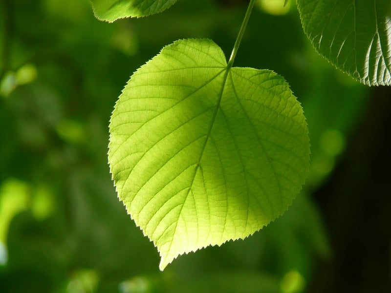 Small Leaf Linden Tree