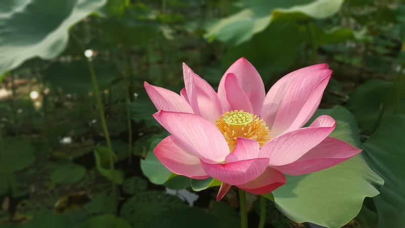 Crystal Lotus