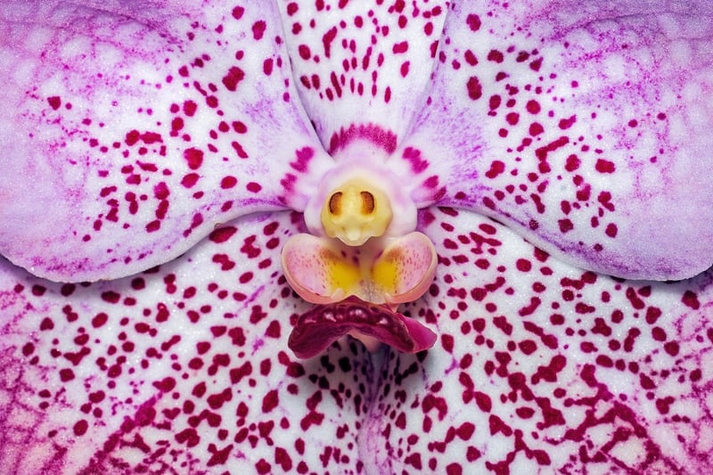 Enchanted Orchid of Eldoria