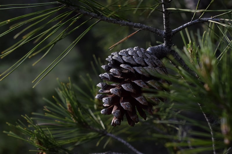 Compact Dwarf Conifer
