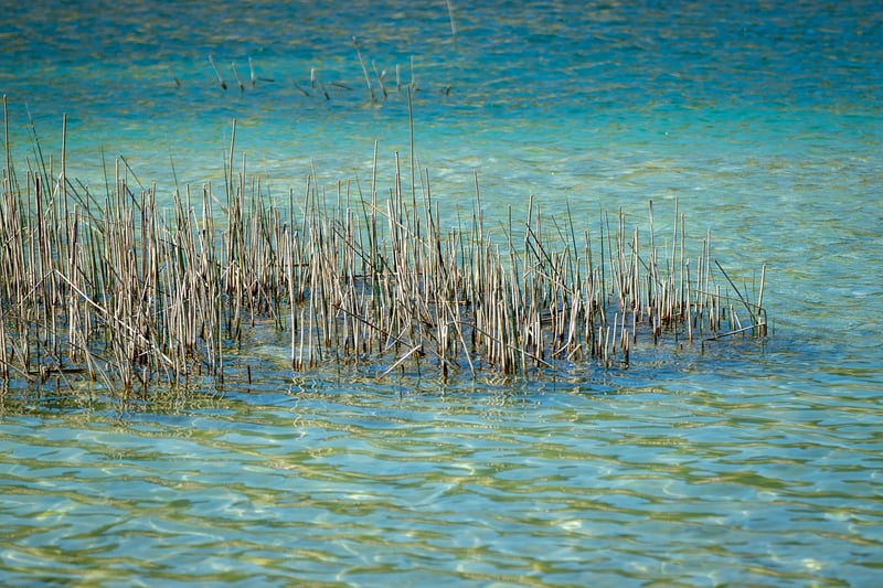 Reflective Pond