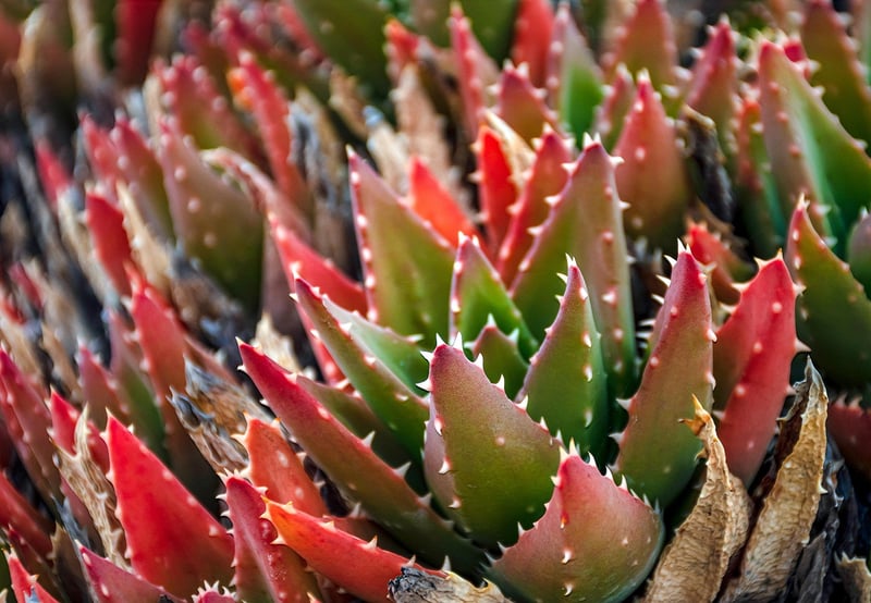 Unicorn's Horn Succulent