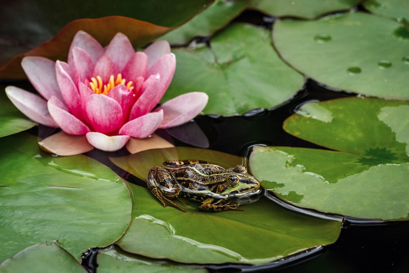 Water Lily in Pond