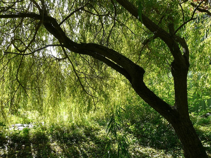 Weeping Dwarf Willow Tree